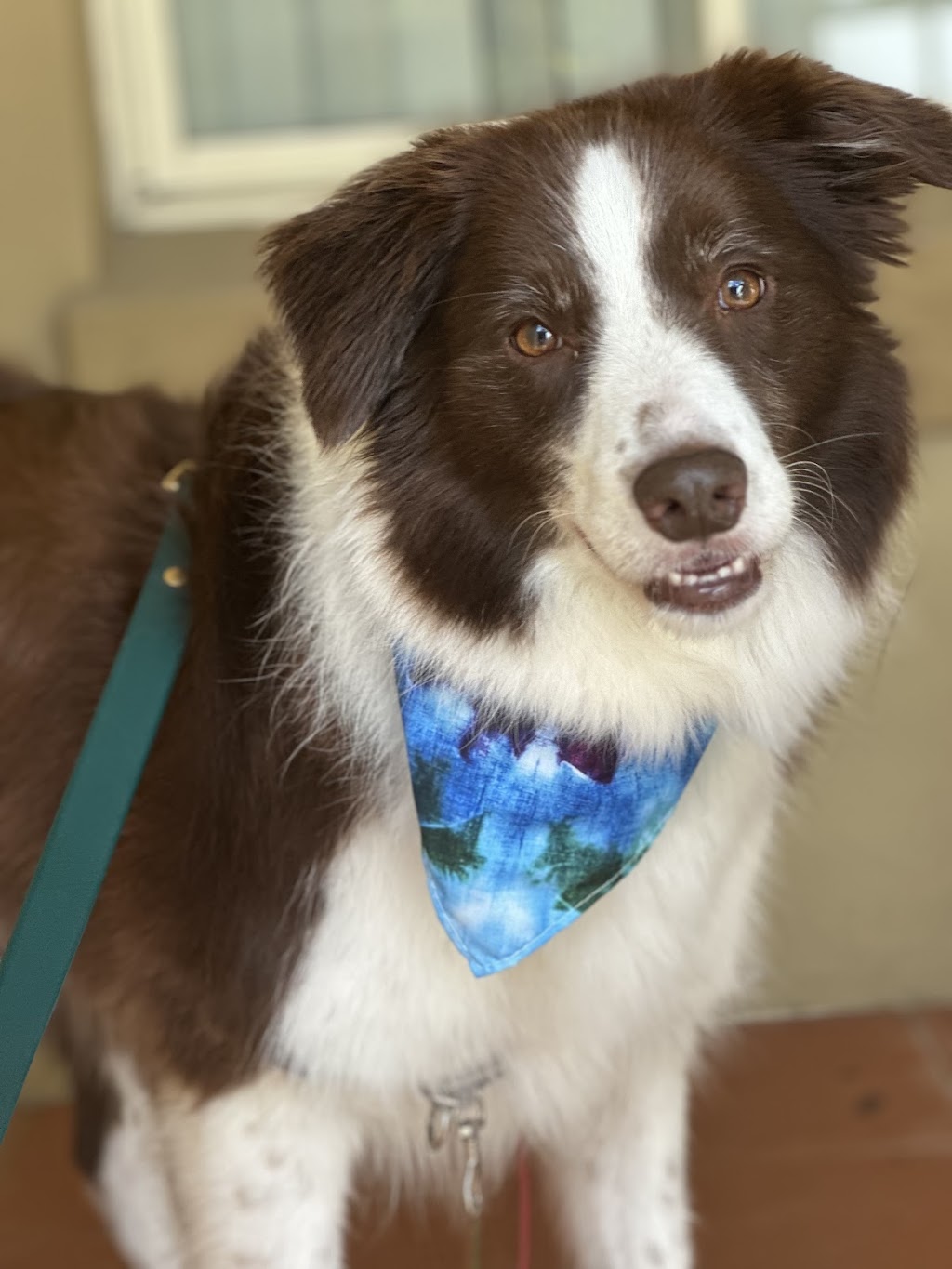 Scrub A Dub Dogs | 7 Meehan Pl, Moss Vale NSW 2577, Australia | Phone: 0435 485 238