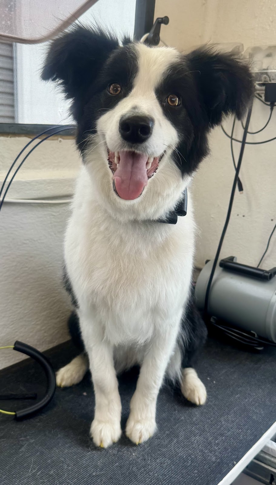 Perfect Paws Dog Spa - GV | 16 McFarlane Rd, Mooroopna VIC 3629, Australia | Phone: 0407 871 900