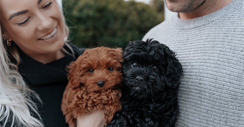 Rovers Run Puppies | 114-116 Smiths Ln, Pearcedale VIC 3912, Australia | Phone: 0493 135 429