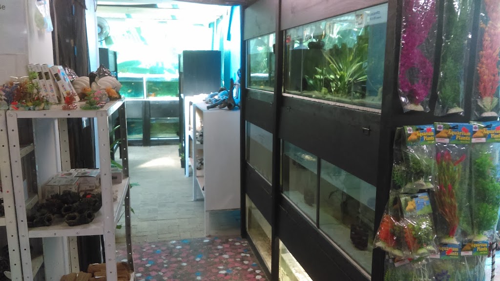 Bolshys Tropical Fish | pet store | 8 McNamara St, Ipswich QLD 4305, Australia | 0423627799 OR +61 423 627 799