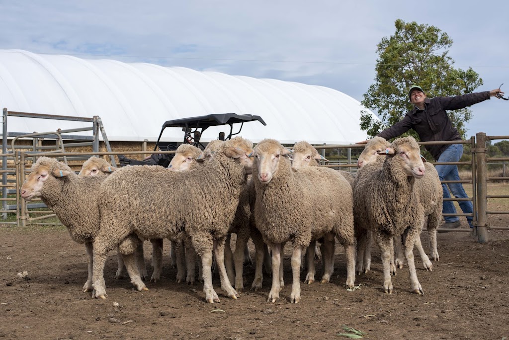 Karbullah Poll Merinos | 649 Spinks Rd, Billa Billa QLD 4390, Australia | Phone: 0428 187 305