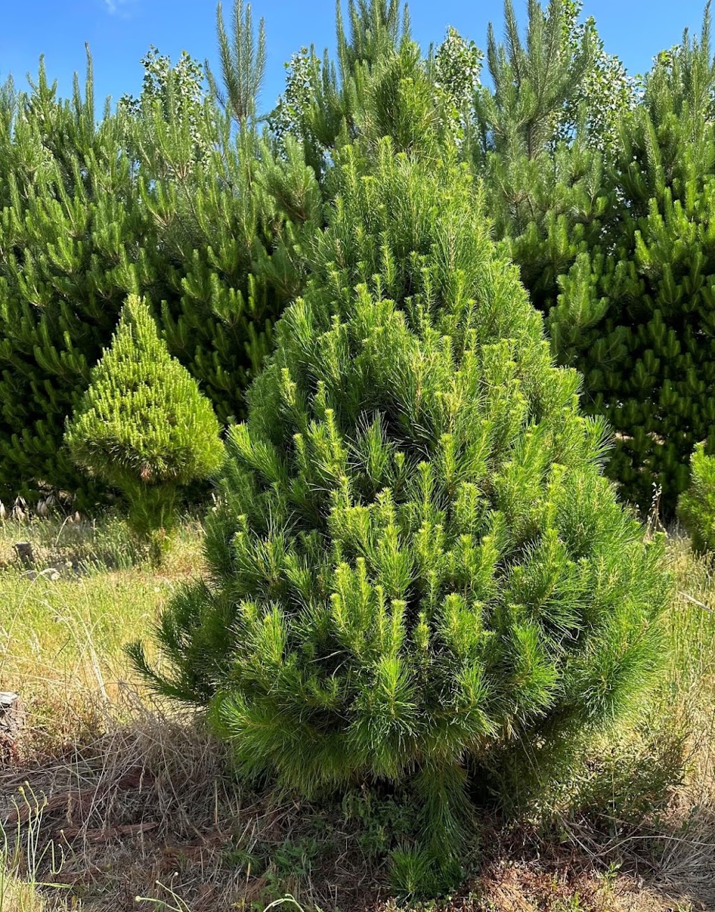 Cardigan Christmas Tree Farm | 10 Powells Rd, Windermere VIC 3352, Australia | Phone: 0491 084 102