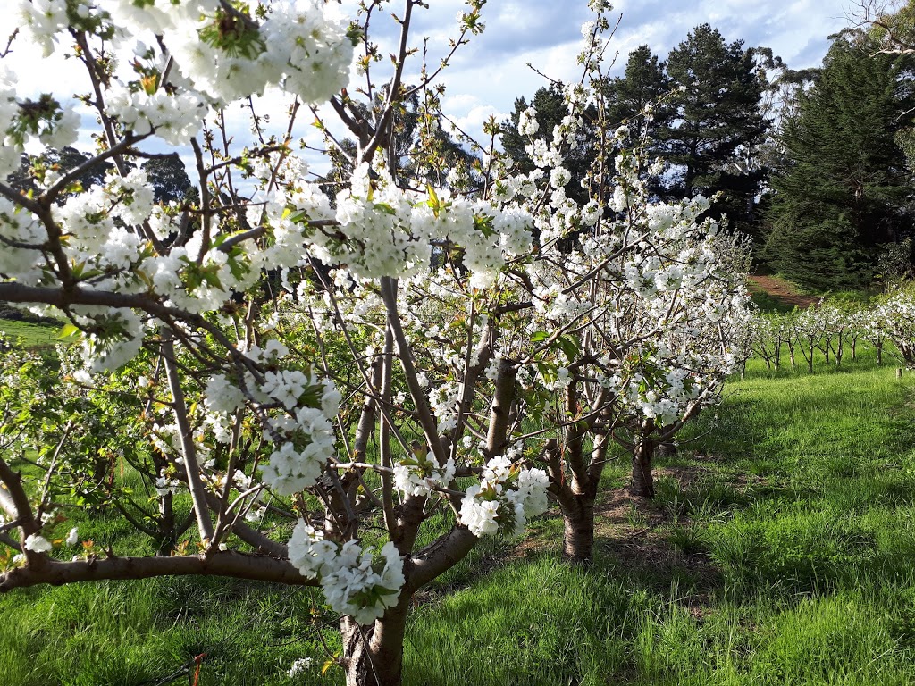 Cherrytime Orchard | 1917 Lobethal Rd, Lobethal SA 5241, Australia | Phone: (08) 8389 6902