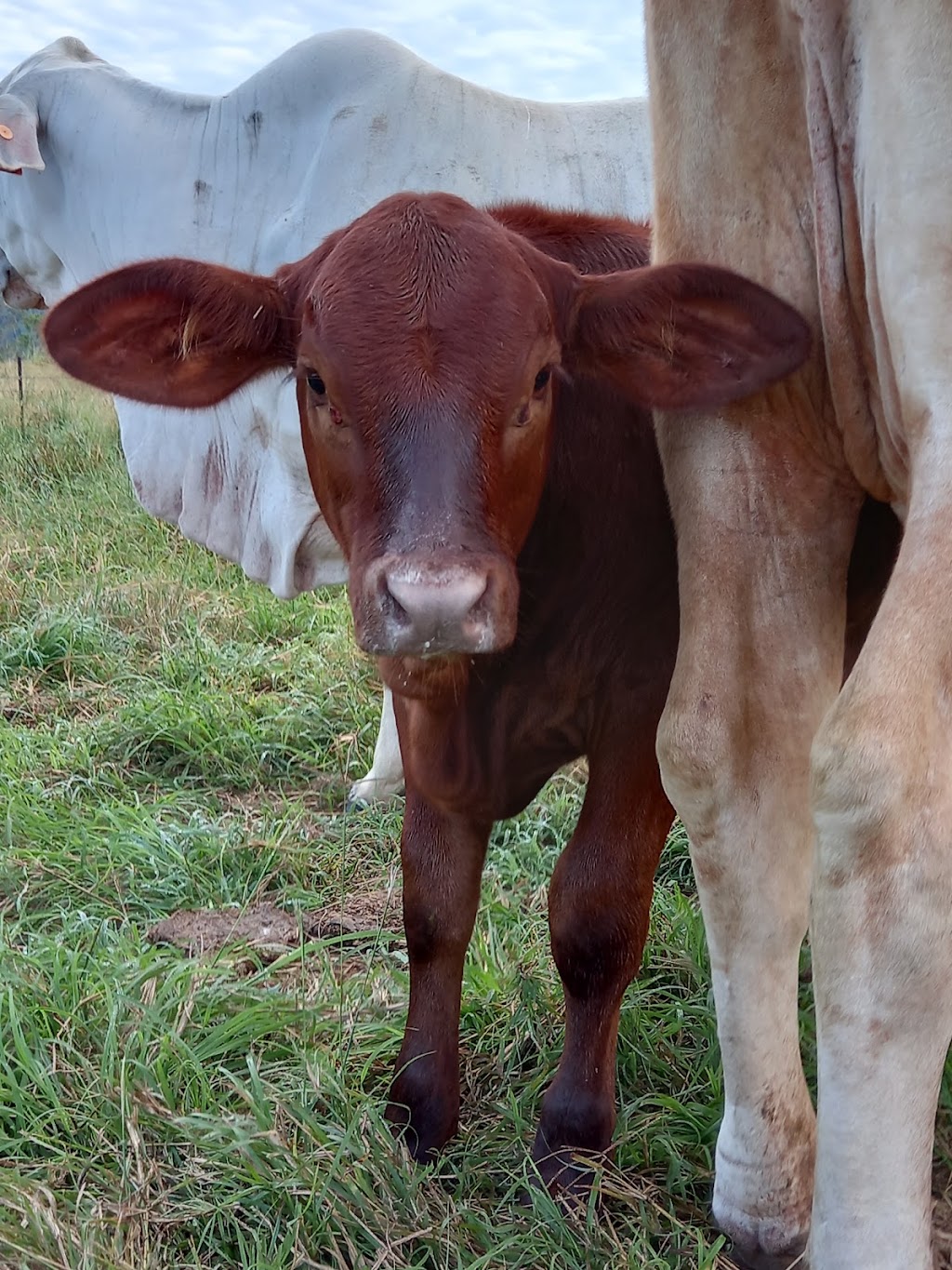Bush Lemon Farm | 6 Bourkes Rd, Dows Creek QLD 4754, Australia | Phone: 0409 597 048