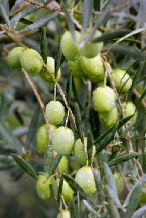 OlivFresh Organic Olives | store | McLean Rd, Coominya QLD 4311, Australia | 0733716221 OR +61 7 3371 6221