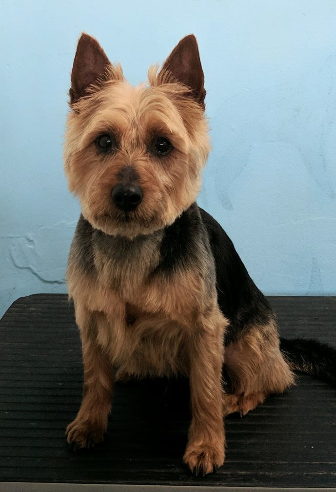 Blue Ribbon Dog Grooming | 25 Gulfview Rd, Christies Beach SA 5165, Australia | Phone: (08) 8326 0799