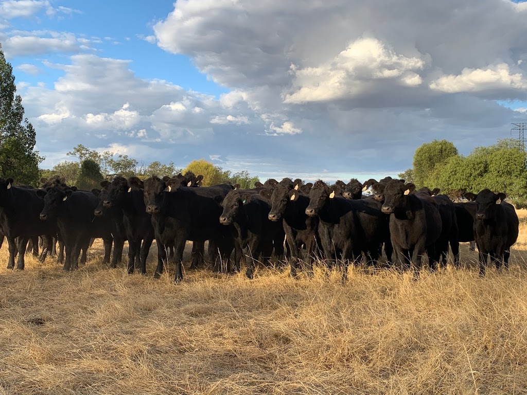 NB Genetics | food | 416 Burra Burri Creek Rd, Canaga QLD 4413, Australia | 0428655128 OR +61 428 655 128