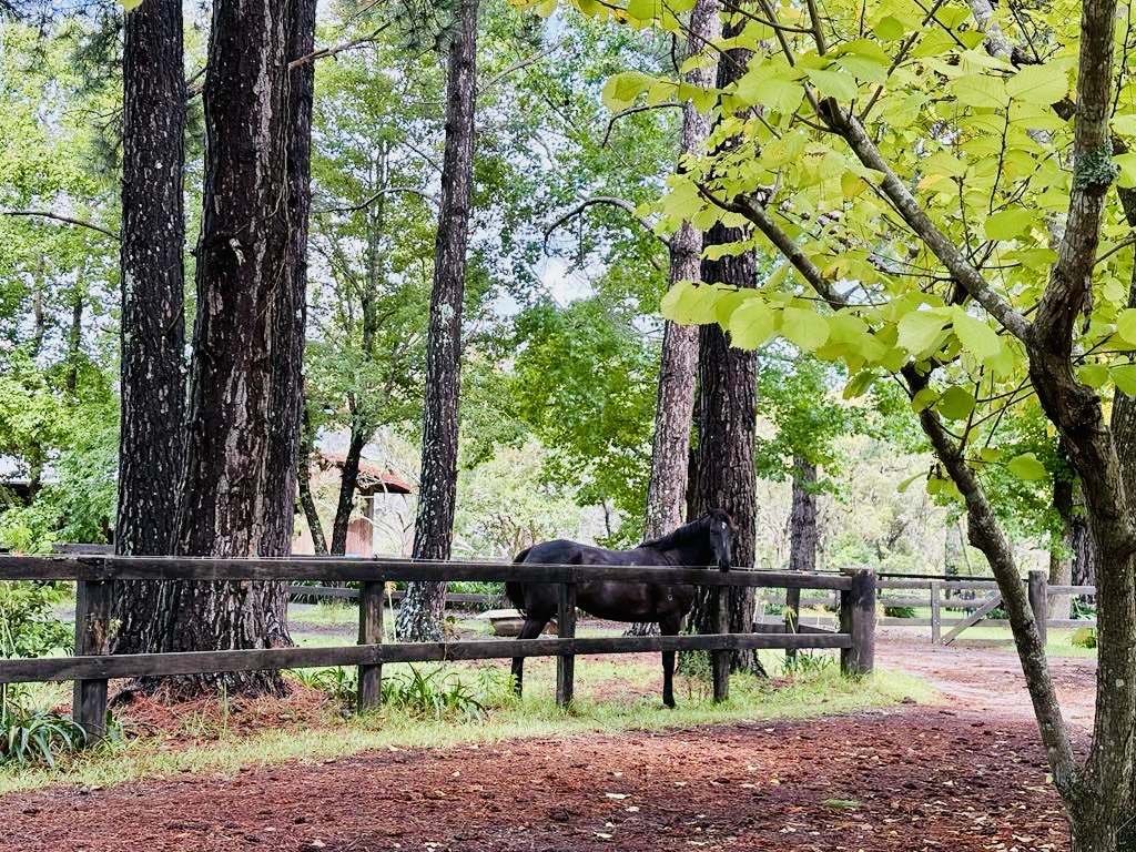 Somersby Eventing | 521 Wisemans Ferry Rd, Somersby NSW 2250, Australia | Phone: 0410 451 699