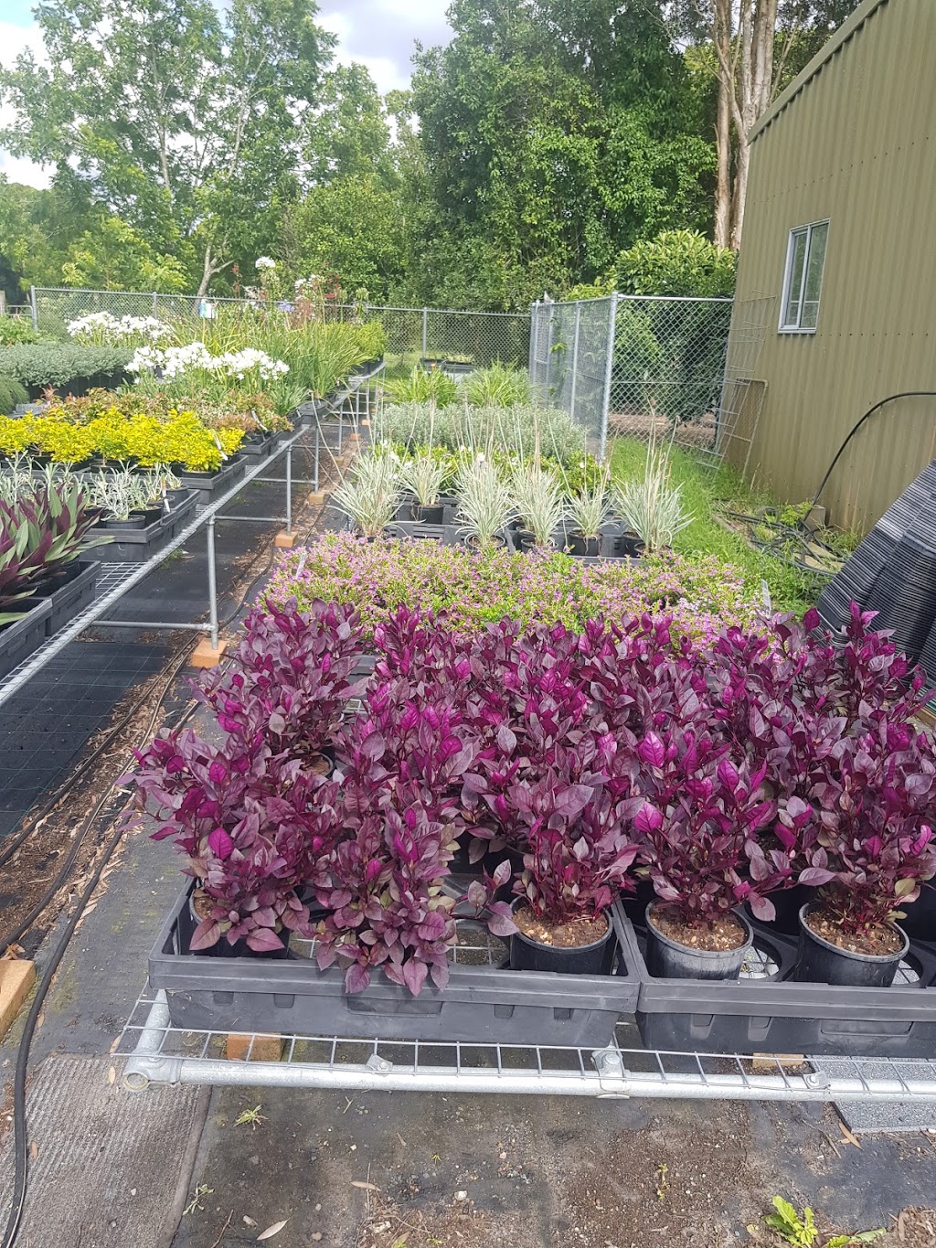 Palmdale Nursery | 36 Bridge St, Ourimbah NSW 2258, Australia | Phone: (02) 4362 1080