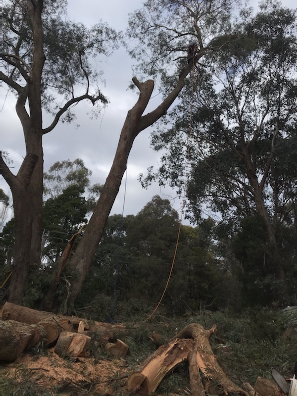 Lund&co Arboriculture |  | 1 Lakes Entrance, Point Lonsdale VIC 3225, Australia | 0435207404 OR +61 435 207 404