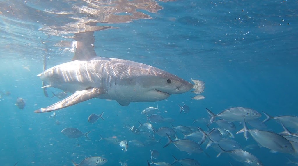 Shark Cage Diving with Calypso Star Charters | 10 S Quay Blvd, Port Lincoln SA 5606, Australia | Phone: (08) 8682 3939