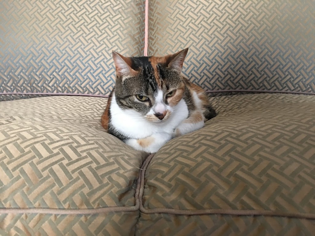 Surfcoast DOG WALKING | 24 Gilbert St, Aireys Inlet VIC 3231, Australia | Phone: 0459 326 422