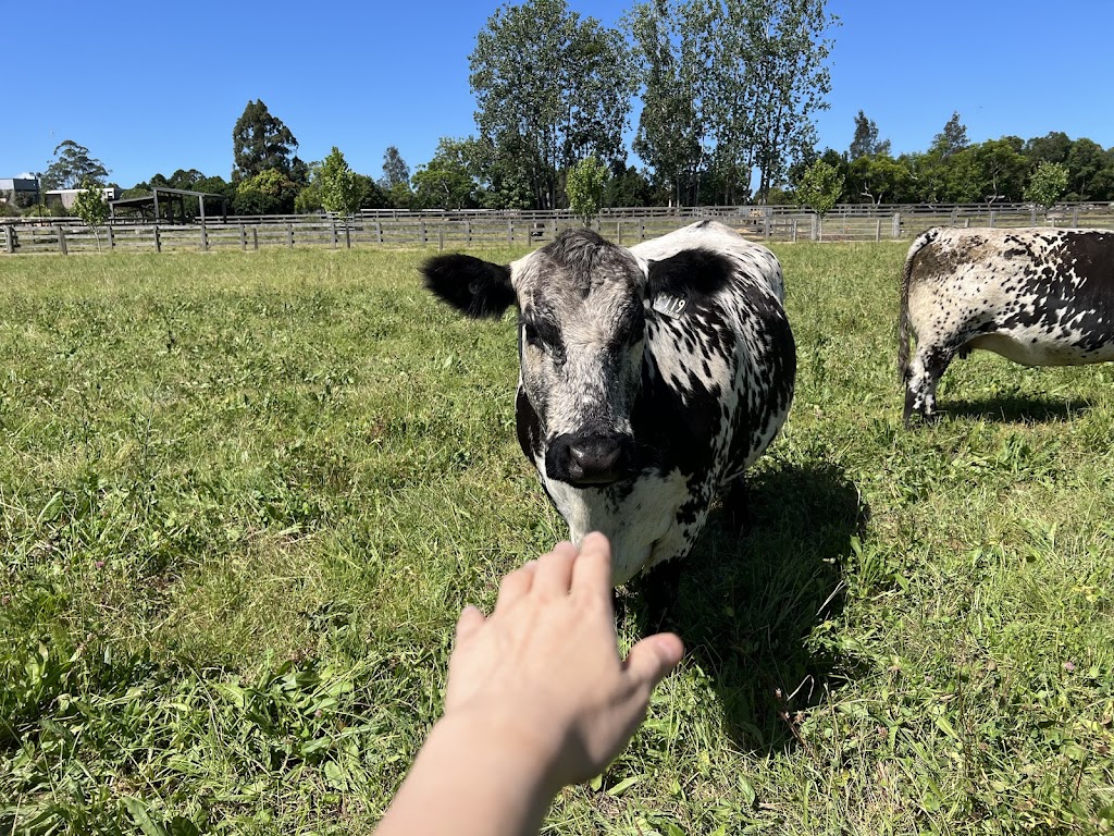 Gotcha Speckle Park | 43 Dumaresq Island Rd, Dumaresq Island NSW 2430, Australia | Phone: 0488 988 244