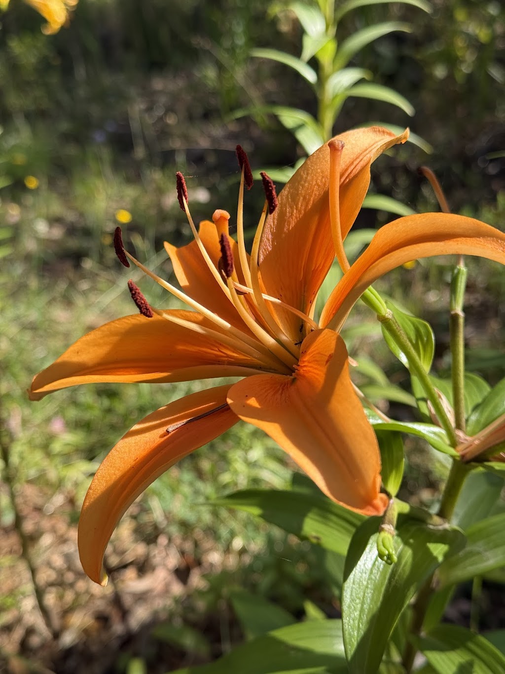 Celestial Gardens and Retreat | 10 Thonemans Rd, Hoddles Creek VIC 3139, Australia | Phone: 0411 885 568