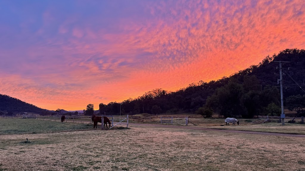 Sunhill Stud | 386 Ferndale Rd, Yarrawa NSW 2328, Australia | Phone: 0428 610 105