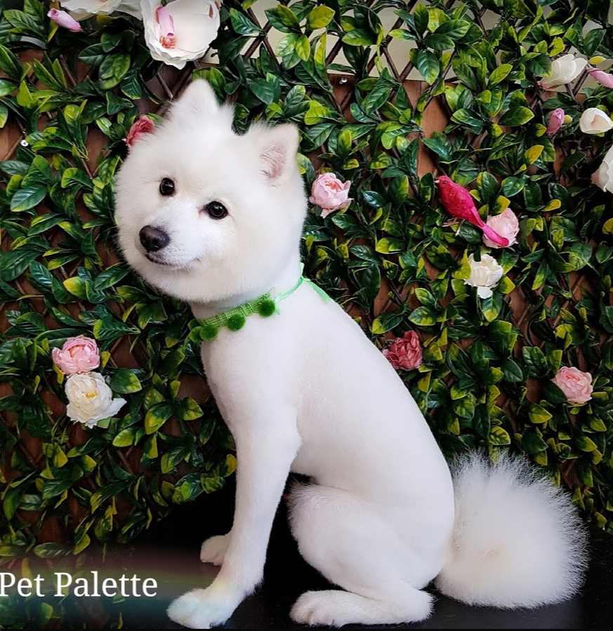 Pet Palette Studio Grooming | pet store | Shop 2/19 Arncliffe St, Wolli Creek NSW 2205, Australia | 0481966676 OR +61 481 966 676