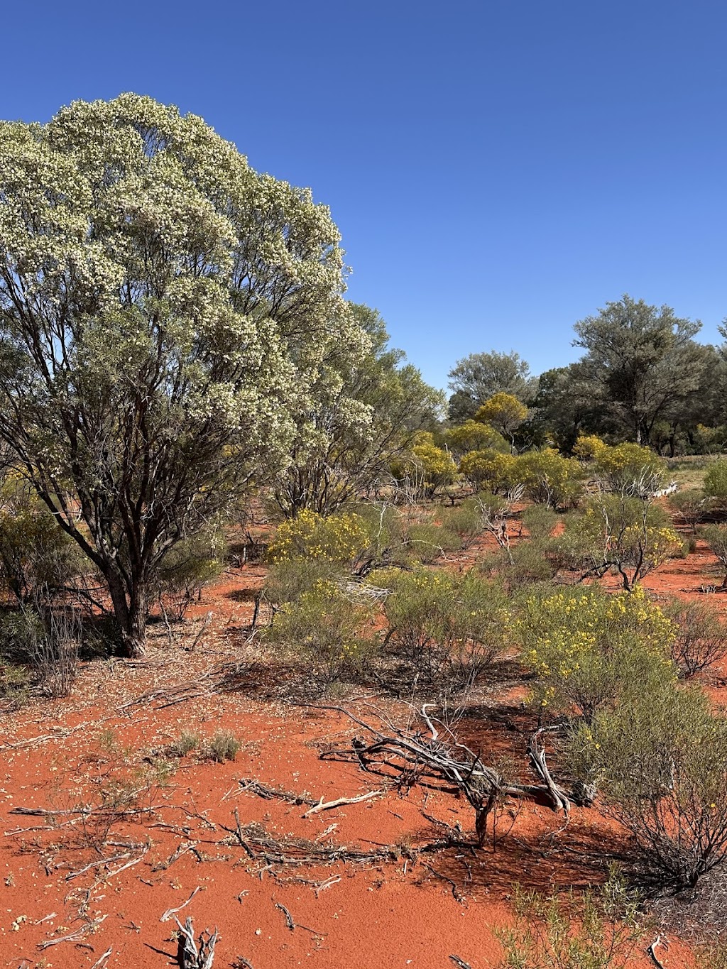 Naree Station | 14068 Dowling Track, Yantabulla NSW 2840, Australia | Phone: 1300 628 873