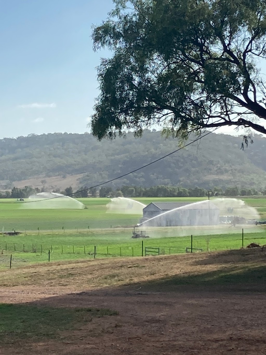 Coolong Farm | 500 Bureen Rd, Bureen NSW 2328, Australia | Phone: 0416 144 703