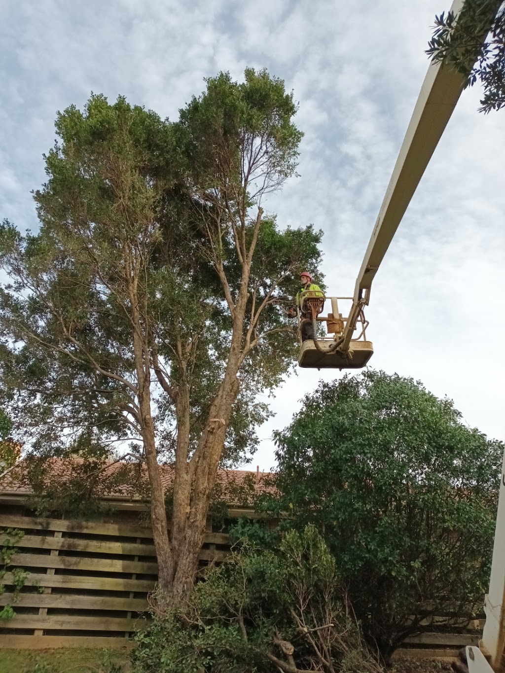 Richard Barnes Tree Services | 766 Wagonga Scenic Dr, Narooma NSW 2546, Australia | Phone: 0477 257 760