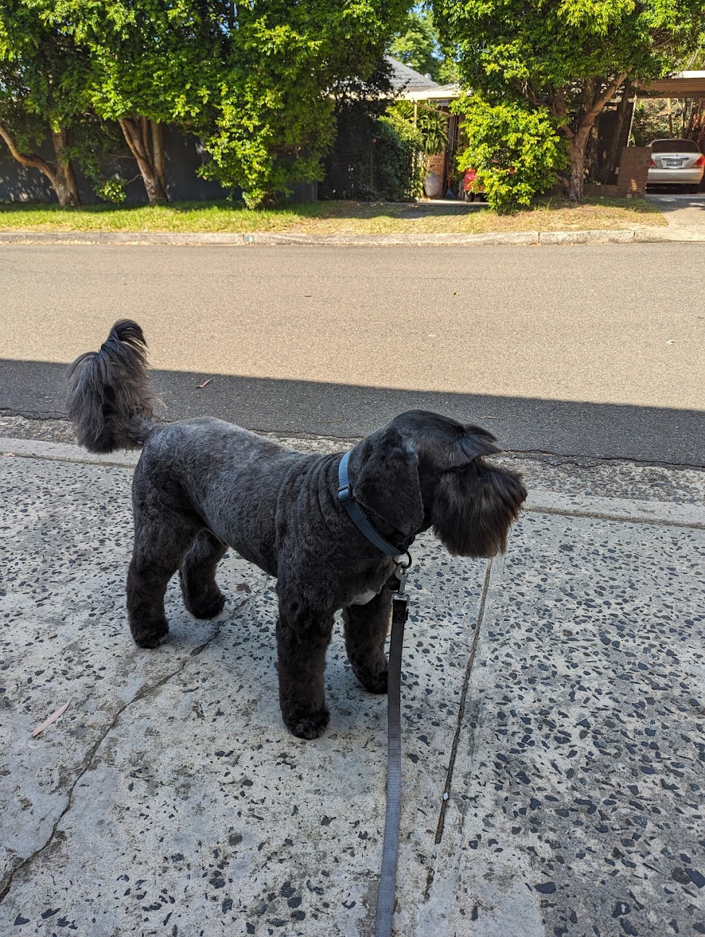 Pupstars grooming | 23/141-151 Allambie Rd, Allambie Heights NSW 2100, Australia | Phone: 0416 208 002