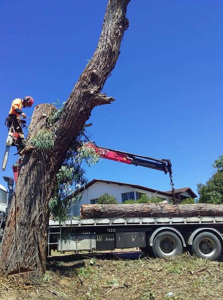 Climate tree services | 39a Chettle Ln, Gundary NSW 2580, Australia | Phone: 0422 592 236