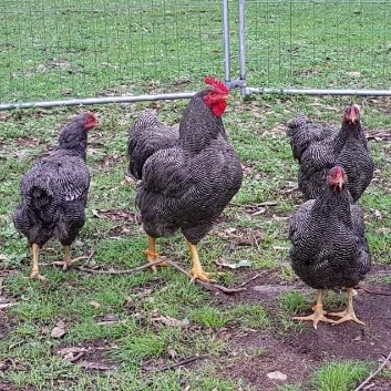 Evans Chickens | 173 Whitmore Rd, Maraylya NSW 2765, Australia | Phone: 0407 659 927
