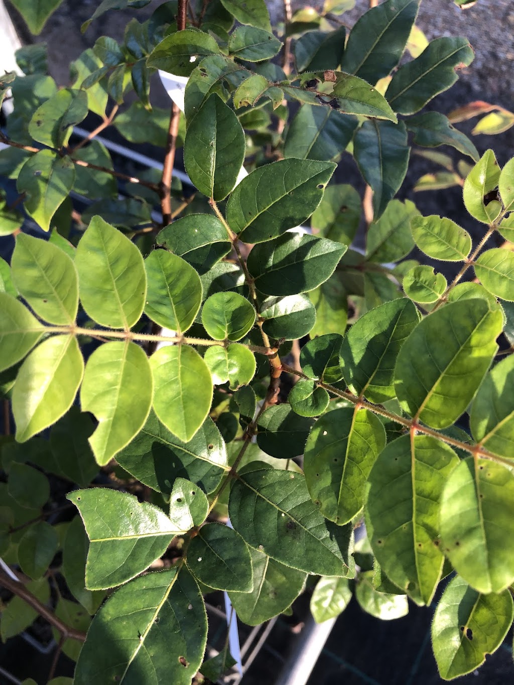 Plumtree Pocket Nursery | 28 Plumtree Pocket, Upper Burringbar NSW 2483, Australia | Phone: 0439 557 438