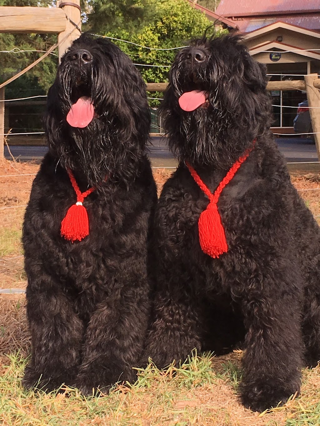 Yarrawon Russian Black Terriers |  | 22-24 Hartley Rd, Wonga Park VIC 3115, Australia | 0418315162 OR +61 418 315 162