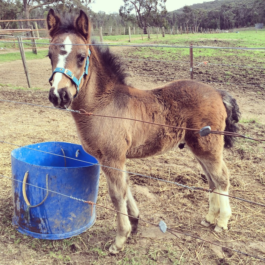 Boomerang Holiday Ranch | Boomerang Holiday Camp, 23 Tipperary Springs Rd, Daylesford VIC 3460, Australia | Phone: (03) 5348 2525