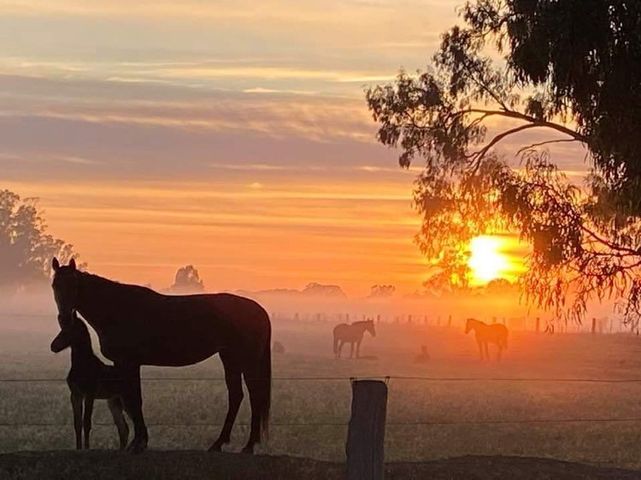 Nutrien Harcourts Echuca - Andrew Miller |  | 61 Ogilvie St, Echuca VIC 3616, Australia | 0400866888 OR +61 400 866 888