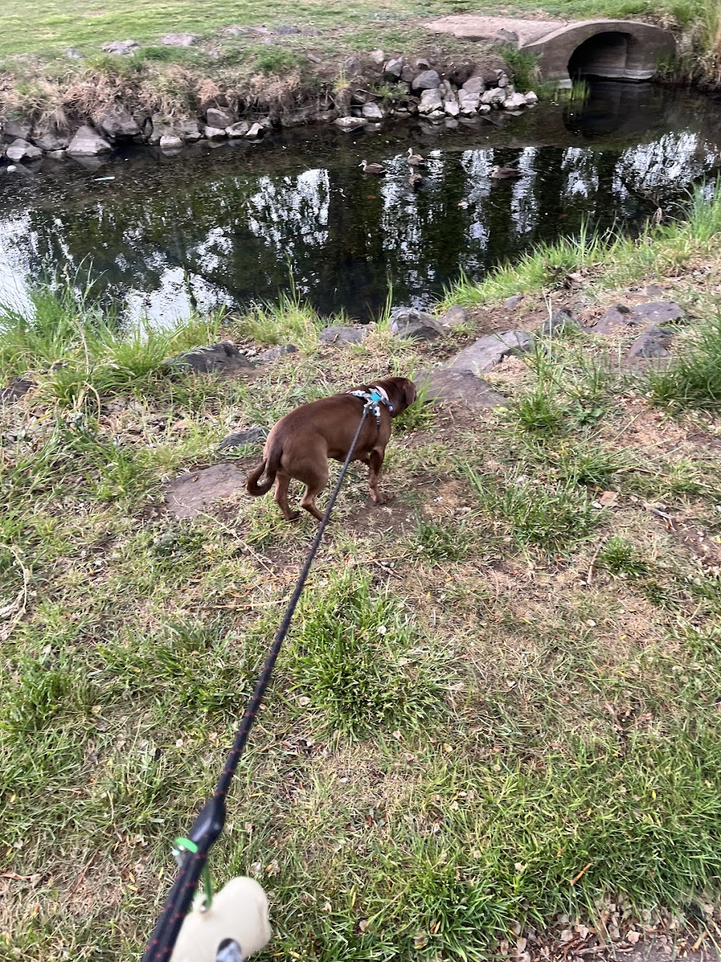 Lisa’s Pet Sitting Services | Towrang Vale Rd, Dairymans Plains NSW 2630, Australia | Phone: 0452 420 178