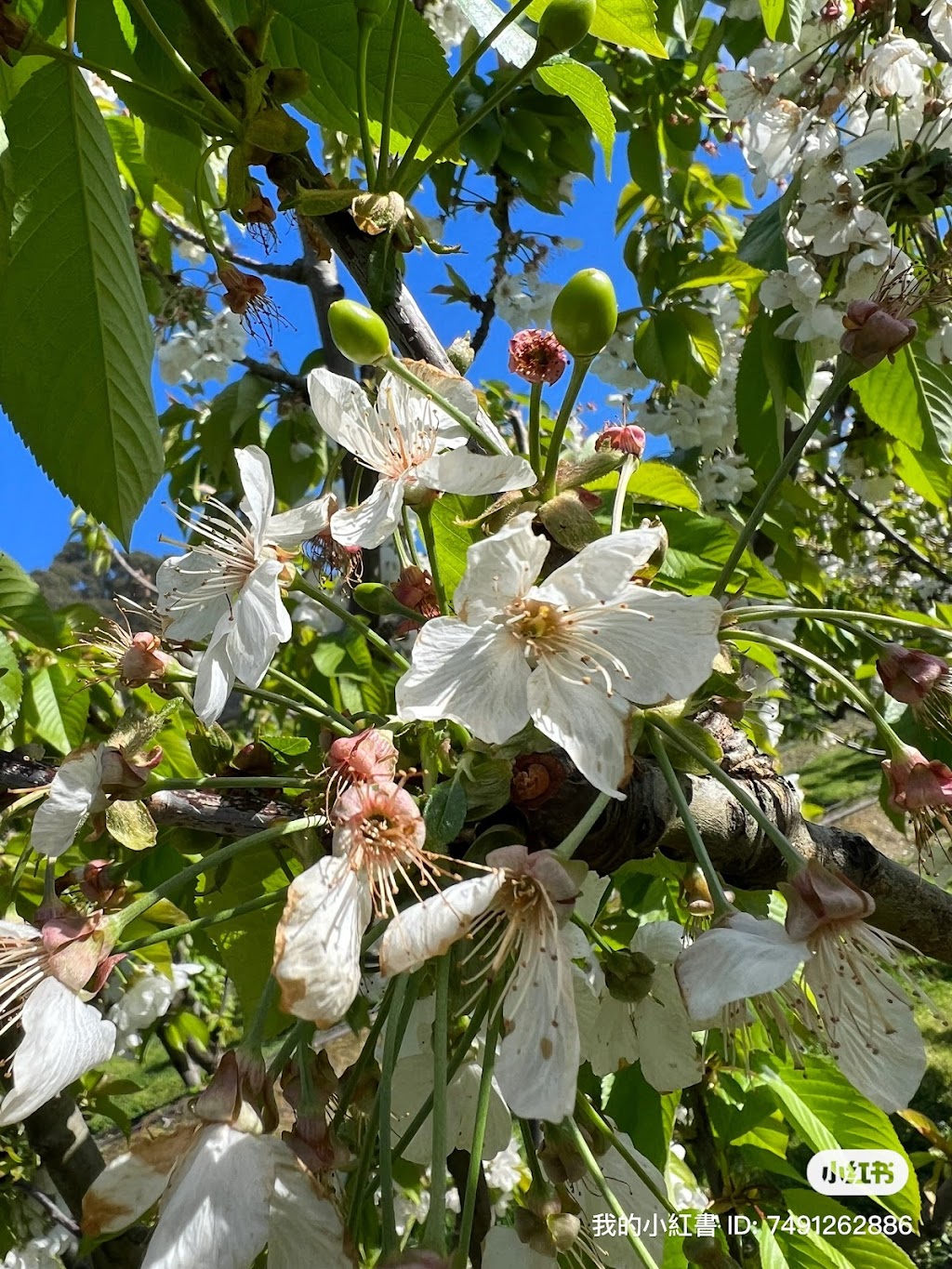 Sweetheart Cherry | 32 Lookout Rd, Port Arthur TAS 7182, Australia | Phone: 0401 748 373
