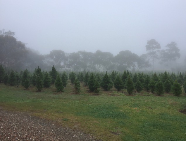Sydney Christmas Tree Farm - sold out for 2020 | 6 Namba Rd, Duffys Forest NSW 2084, Australia | Phone: (02) 9450 2027