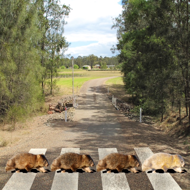Wombat Crossing Vineyard | 530 Hermitage Rd, Pokolbin NSW 2320, Australia | Phone: (02) 6574 7357