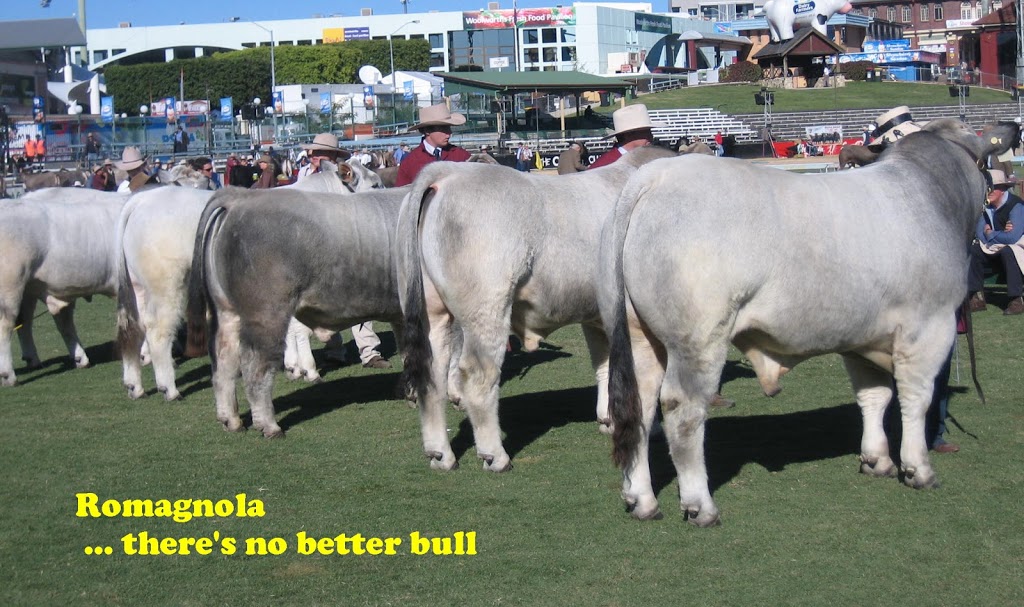 Romagnola Breeders Society | food | 47 Wells St, Linville QLD 4306, Australia | 0754247200 OR +61 7 5424 7200