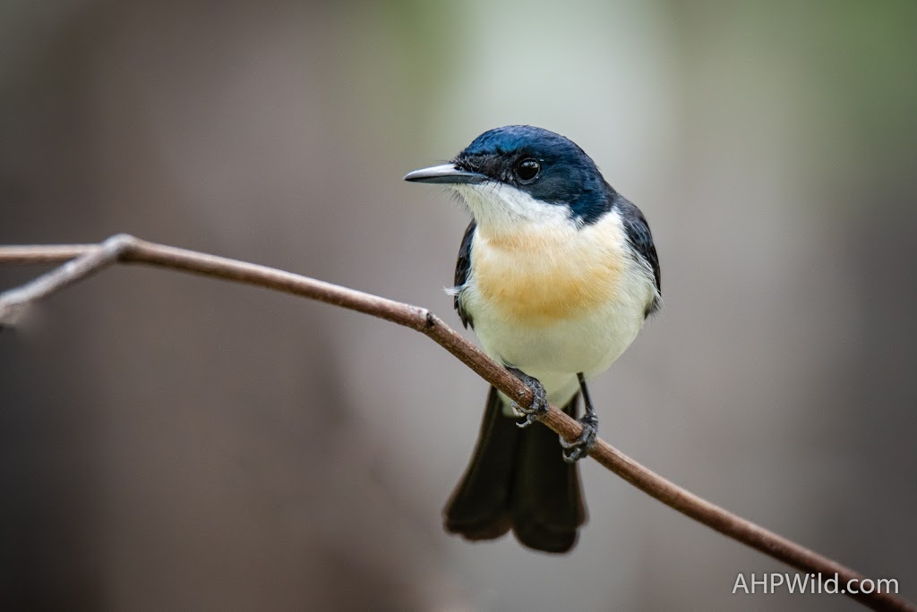 Lake Murphy Conservation Park | park | Broadmere QLD 4420, Australia