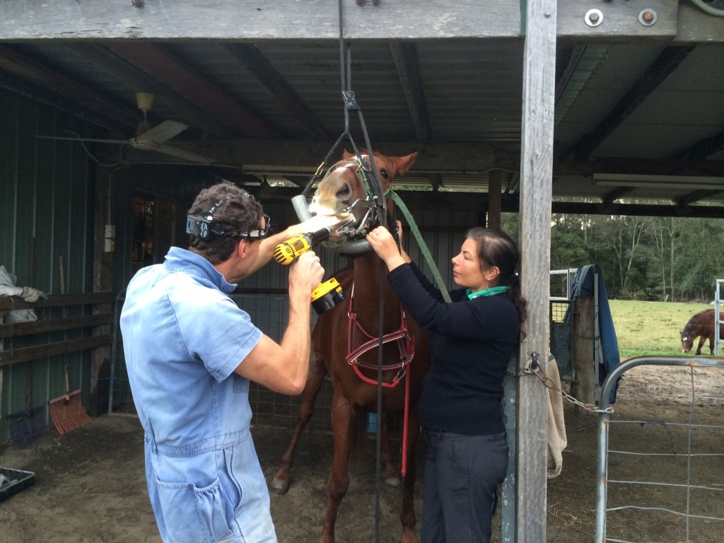 Macksville Veterinary Clinic | 21 Cooper St, Macksville NSW 2447, Australia | Phone: (02) 6568 1252