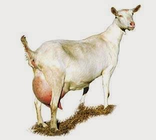 Trigfry Goat Stud | Mudgee NSW 2850, Australia | Phone: (02) 6372 6610