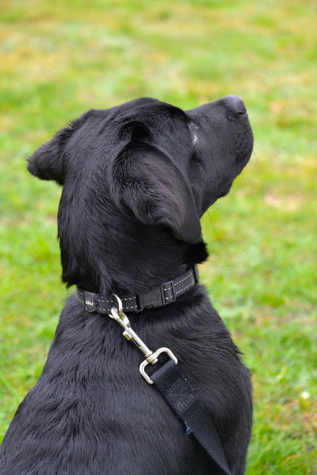 Brydie Charlesworth Dog Training | pet store | 22 South St, Wodonga VIC 3690, Australia | 0260245073 OR +61 2 6024 5073