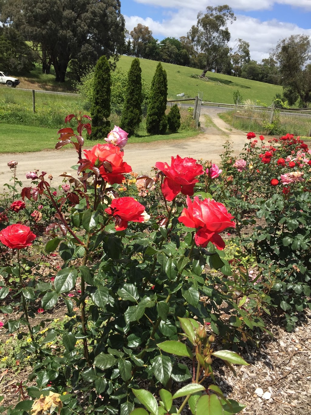 Magic Garden Roses |  | 130 Old Warburton Hwy, Seville East VIC 3139, Australia | 0481542142 OR +61 481 542 142