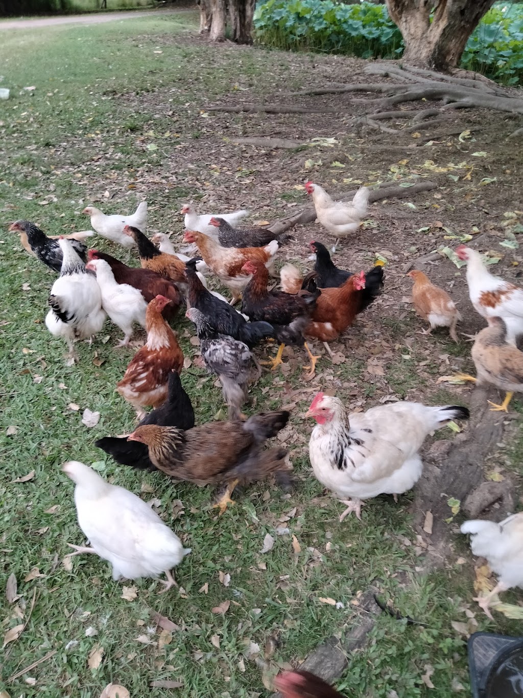 Goldhayven Farm | 74 Danyenah St, Loganholme QLD 4129, Australia | Phone: 0411 571 542