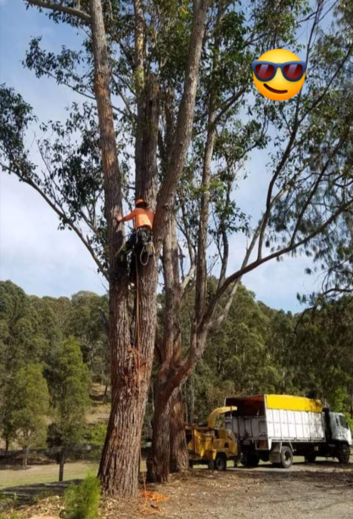 Tree Solutions | 1730 The Lakes Way, Rainbow Flat NSW 2430, Australia | Phone: 0477 022 444