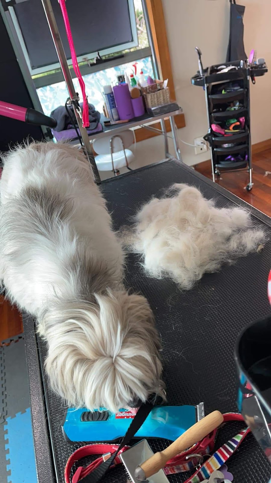 Fluffy Pooch Grooming | 75 Massey St, Smithton TAS 7330, Australia | Phone: 0499 161 792