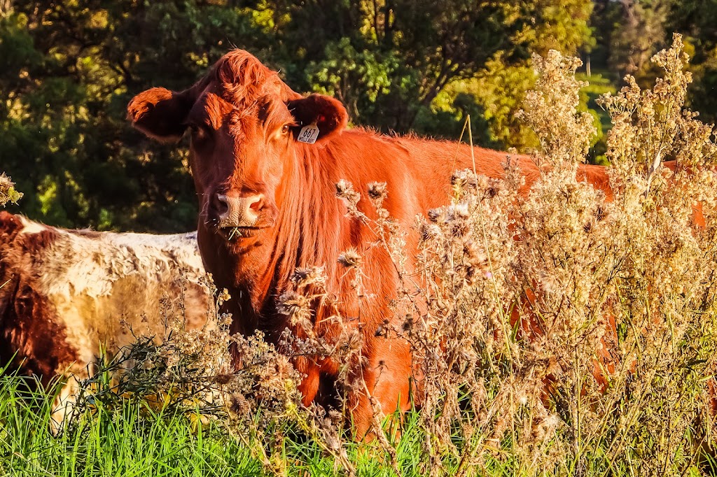 Wells Beef Shorthorn Stud | 132 Clarkes Rd, Greendale NSW 1116, Australia | Phone: 0408 022 225