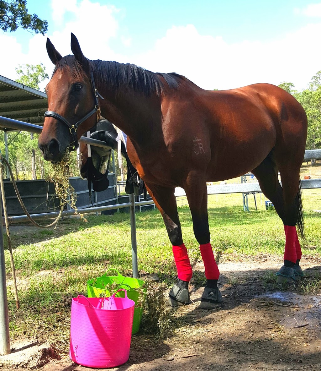 RIDEZ Equestrian | 554 Beenleigh Redland Bay Rd, Carbrook QLD 4130, Australia | Phone: 0449 601 899