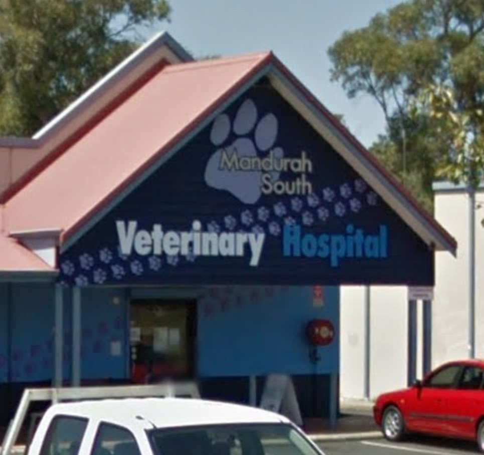 Mandurah South Veterinary Hospital | veterinary care | Falcon Grove Shopping Centre, shop 3/609 Old Coast Rd, Falcon WA 6210, Australia | 0895346003 OR +61 8 9534 6003