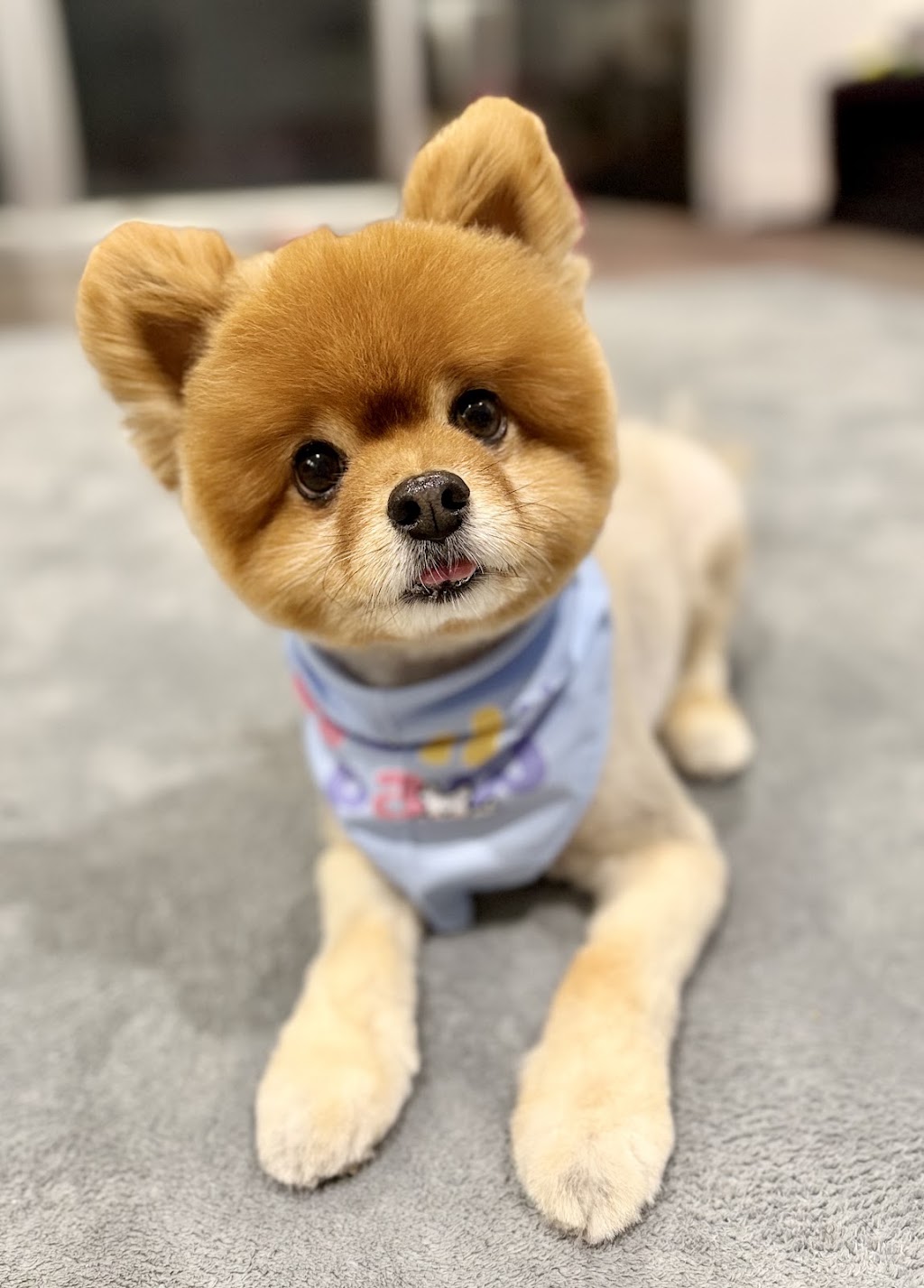 Hello Paw Pet Grooming | next BWS, 72A Pine St, Rydalmere NSW 2116, Australia | Phone: 0478 299 966