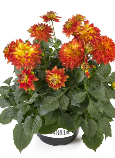 Northern Rivers Plants | Knox Pl, Goonellabah NSW 2480, Australia | Phone: 0431 653 593