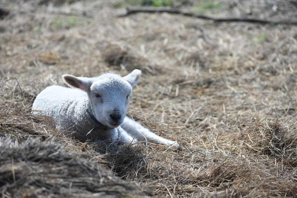 Rain Hayne & Shine Farmyard | tourist attraction | 490 Stumpy Gully Rd, Balnarring VIC 3926, Australia | 0359831691 OR +61 3 5983 1691