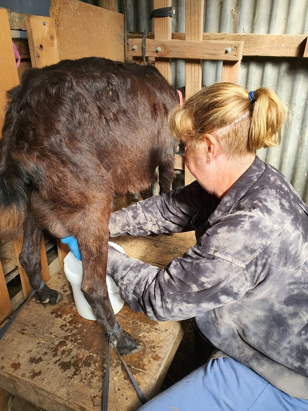 Woori Yallock Therapy Farm | 205 Owens Rd, Woori Yallock VIC 3139, Australia | Phone: 0411 271 418